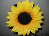 Sunflower_traveller