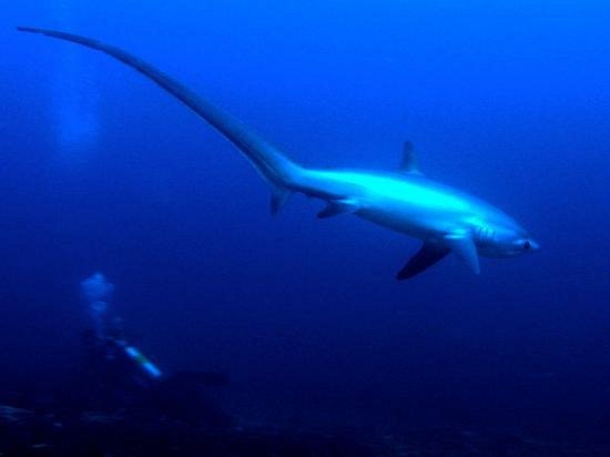 Thresher Shark Divers - All You Need to Know BEFORE You Go (2024)