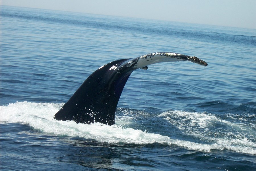 Granite State Whale Watch image