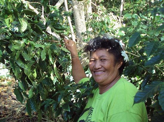 Mata Arai's Atiu Island Coffee Tour image
