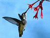 hummingbird012