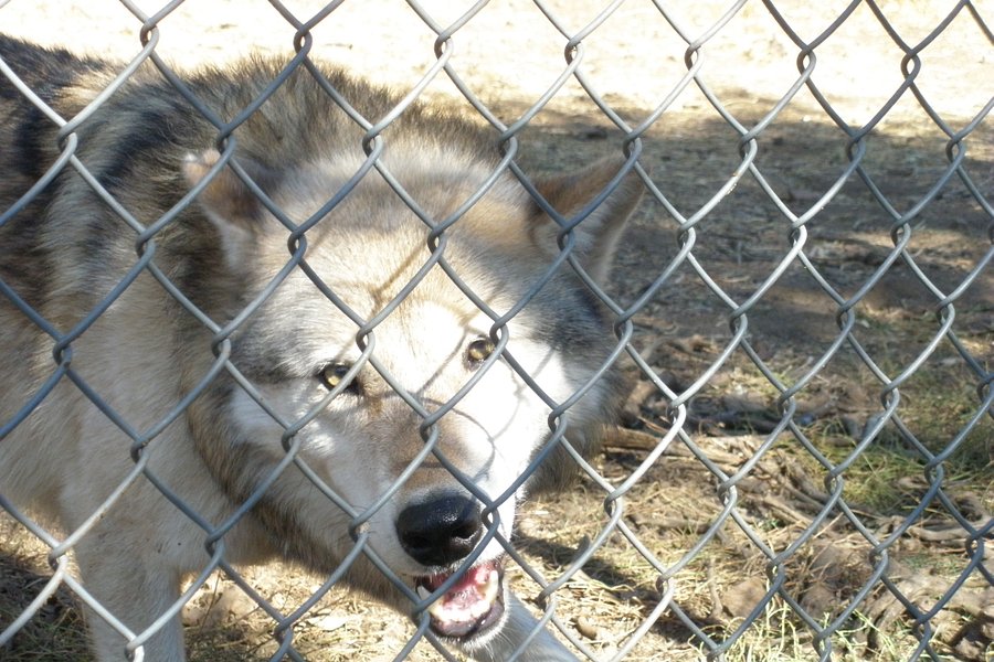 California Wolf Center image