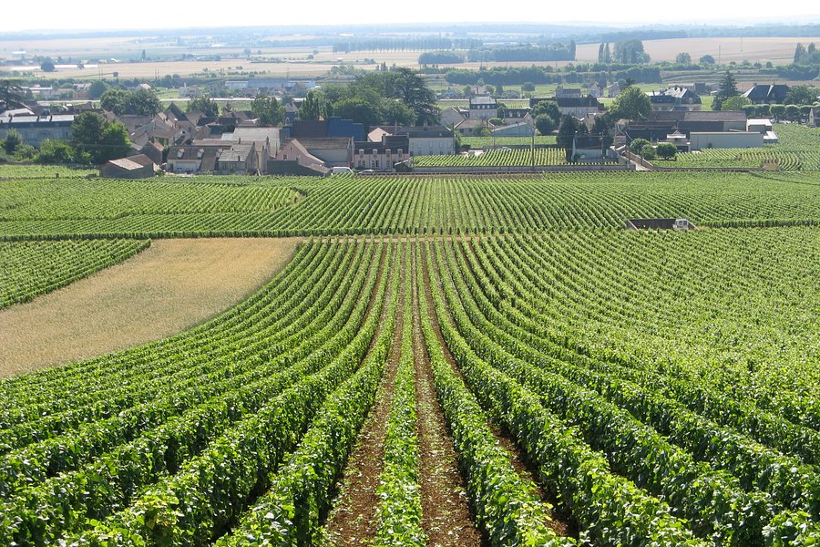 Burgundy Discovery image