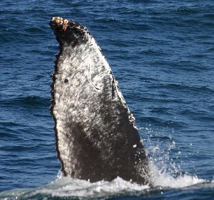sf whale tours