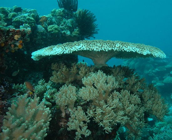 Fish 'n Fins Palau image