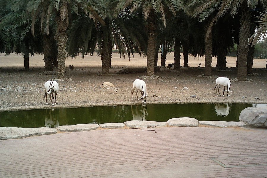 Arabian Wildlife Center image