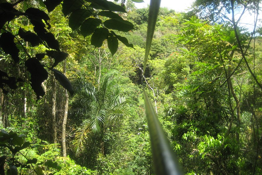 La Marquesa Original Canopy Tour image
