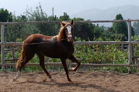 Imagen 11 de Los Bandidos, Vineyard and Peruvian horseback rides