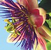 Passionflower200050