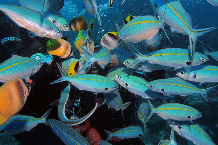 Reef Safari Fiji - Scuba Diving Day Trips image