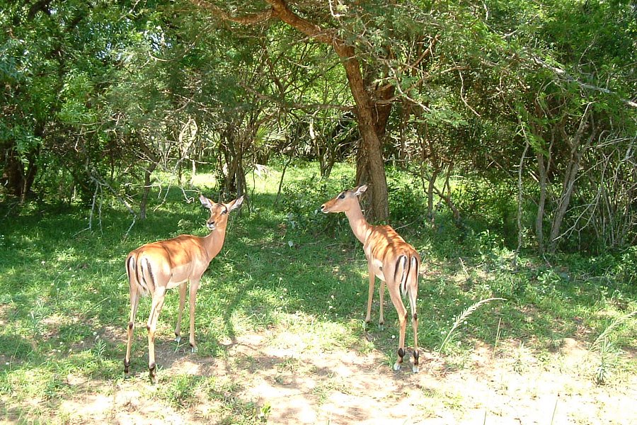 Bonamanzi Game Reserve image