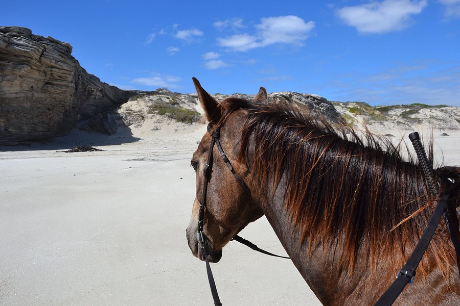 Horse Riding Grootbos Private Nature Reserve image