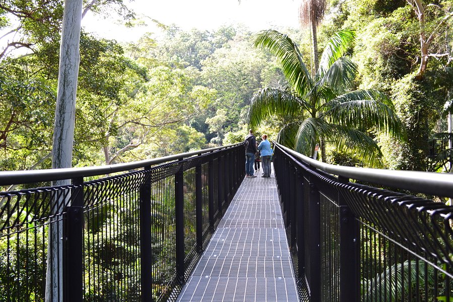 Tamborine Rainforest Skywalk image