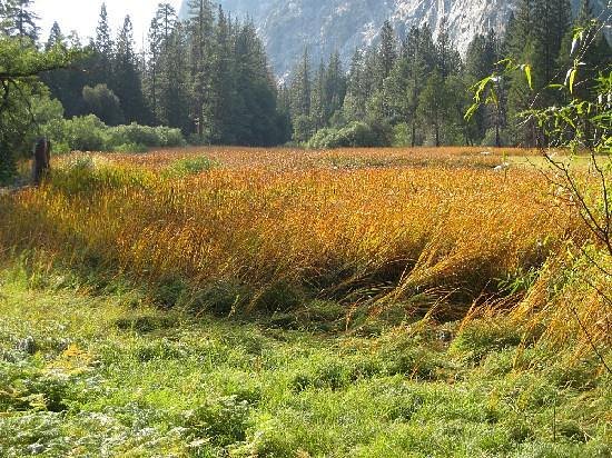 AZALEA CAMPGROUND (Parque Nacional Sequoia y Kings Canyon, CA): opiniones y  precios