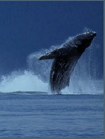Whale Song Cruises image