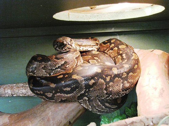 Lawnwood Snake Sanctuary image