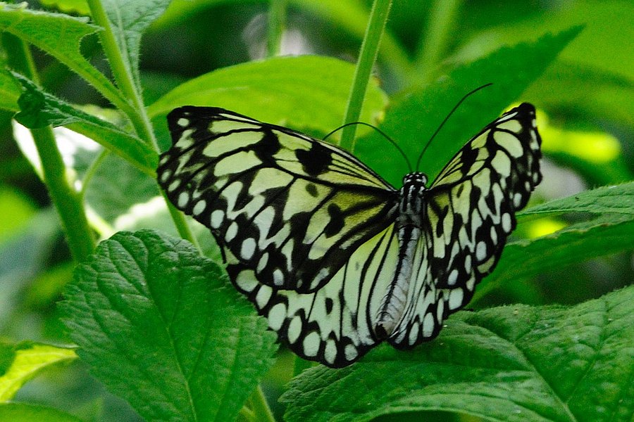 The Sophia M. Sachs Butterfly House image