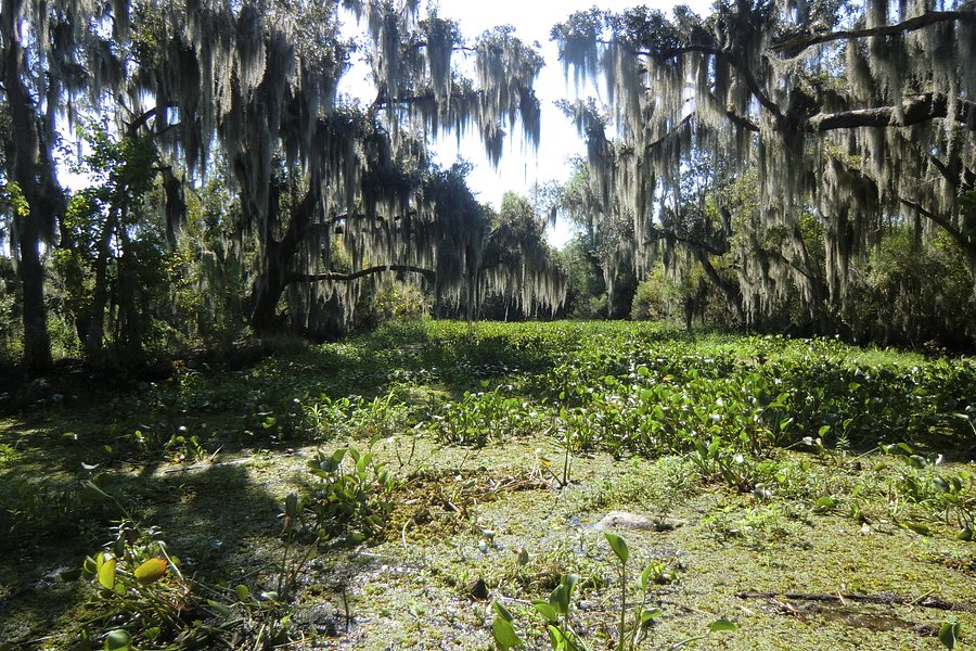 Airboat Tours image