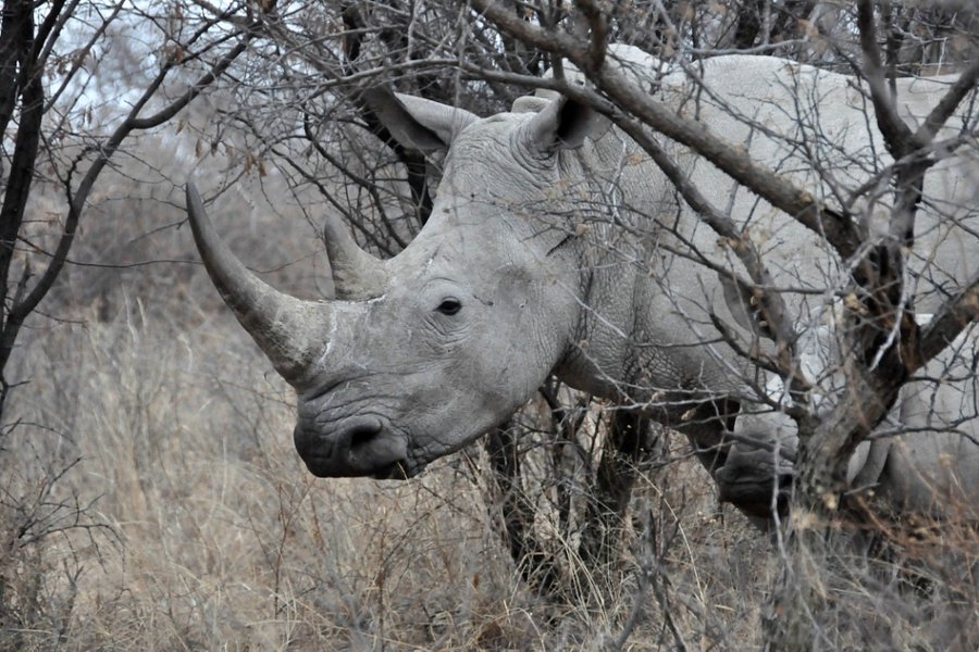 Khama Rhino Sanctuary image