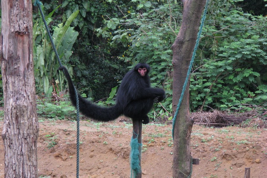 Paramaribo Zoo image