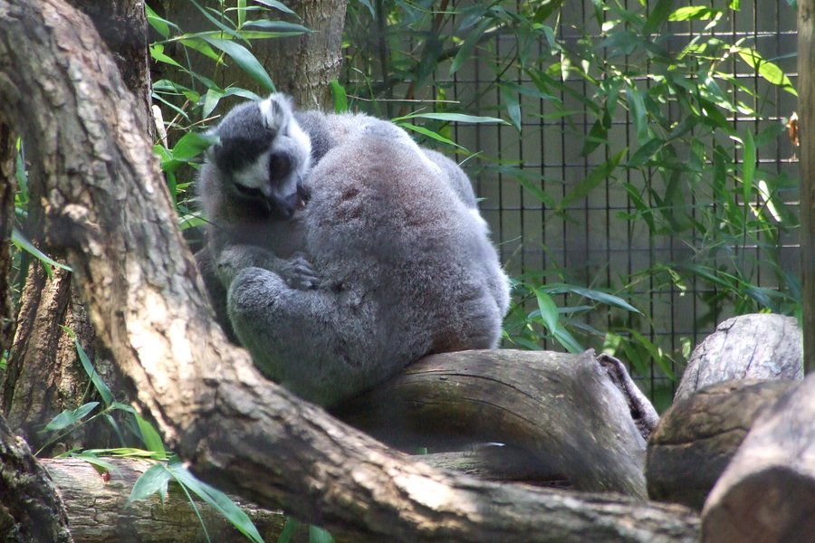 Trevor Zoo image