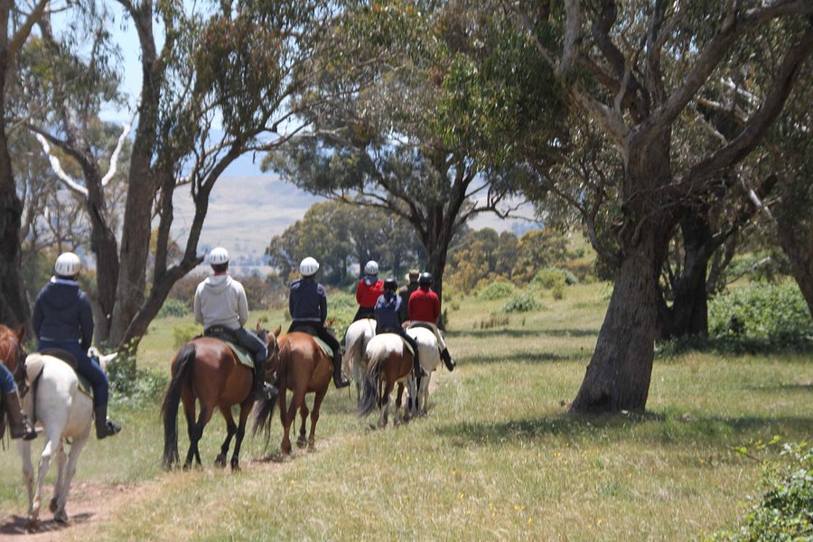 Watson's Mountain Country Trail Rides - Day Tours image
