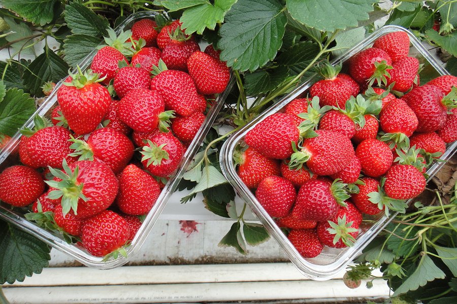 Hedgerows Hydroponic Strawberries image