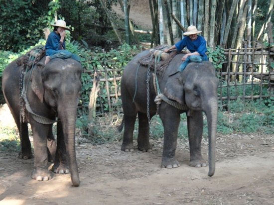 The Elephant Training Center Chiang Dao image