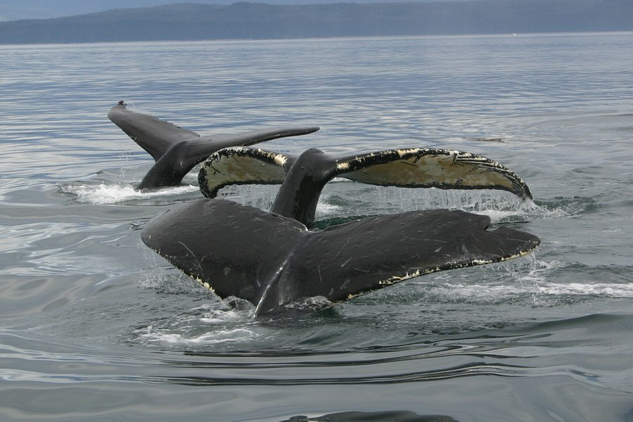 Cross Sound Express Whale Watching image