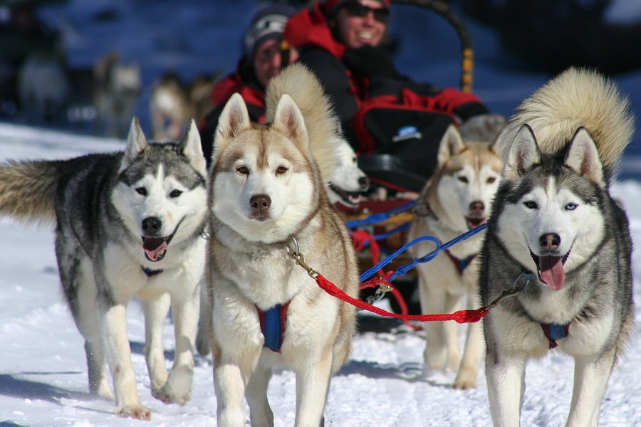 Winterdance Dogsled Tours image