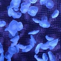 Moon Jellyfish Aquarium (Macau): All You Need to Know