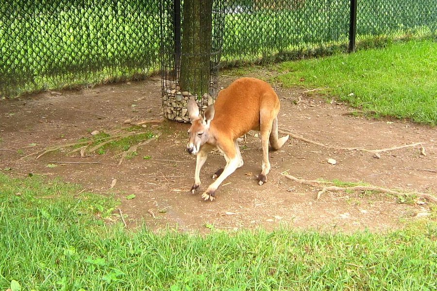 Lehigh Valley Zoo image