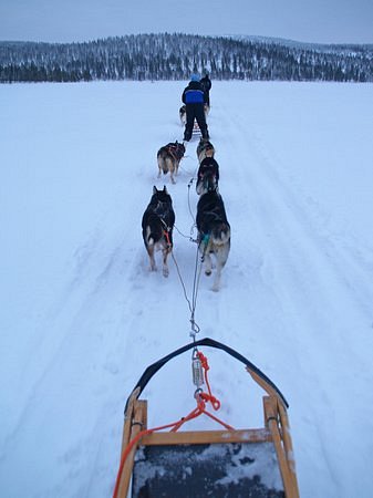 Kamisak Husky and Horse Expeditions - Day Tours image