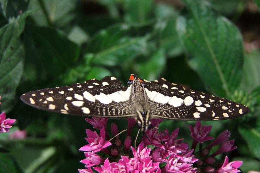 Melaka Butterfly and Reptile Sanctuary image