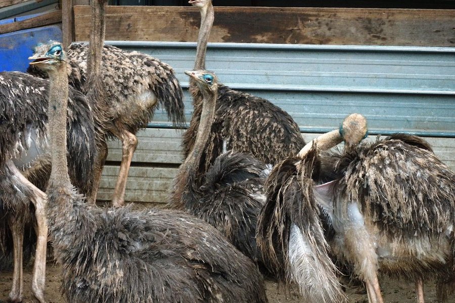 Desaru Ostrich Farm image