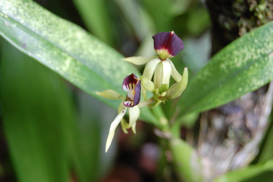 Botanical Orchid Garden image
