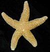 StarfishandSeashells