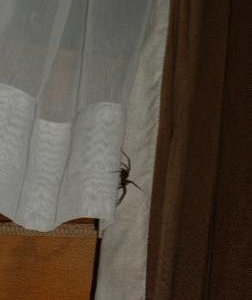 паук в номере, где жили дети...