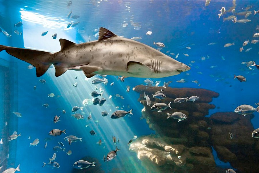 Palma Aquarium image