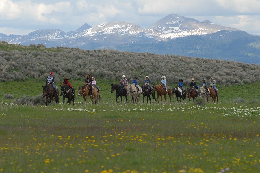 Yellowstone Horses - Eagle Ridge Ranch image