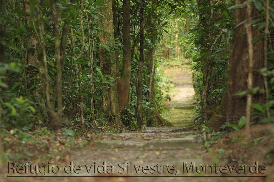 Monteverde Wildlife Refuge image