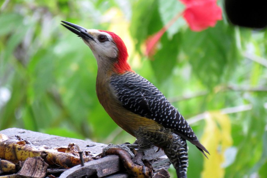 Jamaica Birding Day Tour image
