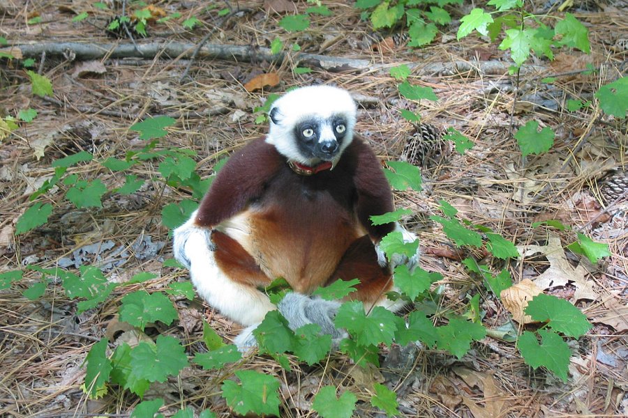 Duke Lemur Center image
