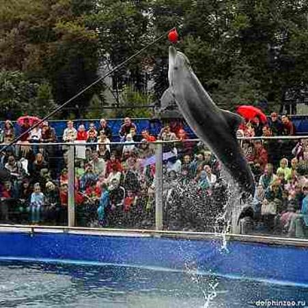 dolphin cruises pcb