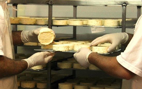 hunter valley cheese factory tour