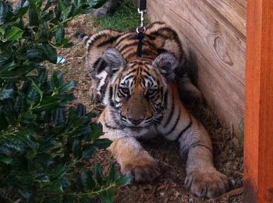 Greater Wynnewood Exotic Animal Park - All You Need to Know BEFORE You Go