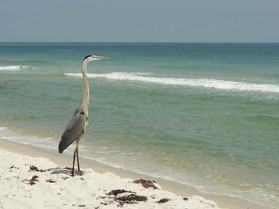 Alabama Coastal Birding Trail image