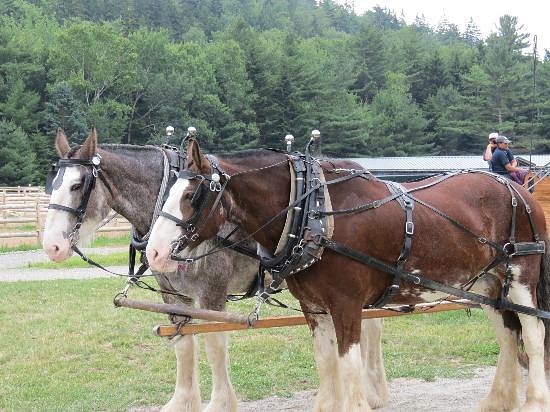 Carriages of Acadia (Acadia National Park) - All You Need to Know ...