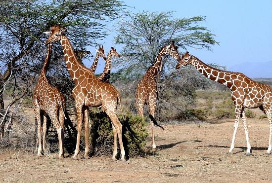 Sipi Safaris image