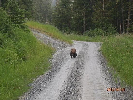 Brown Bear Lodge Excursions image